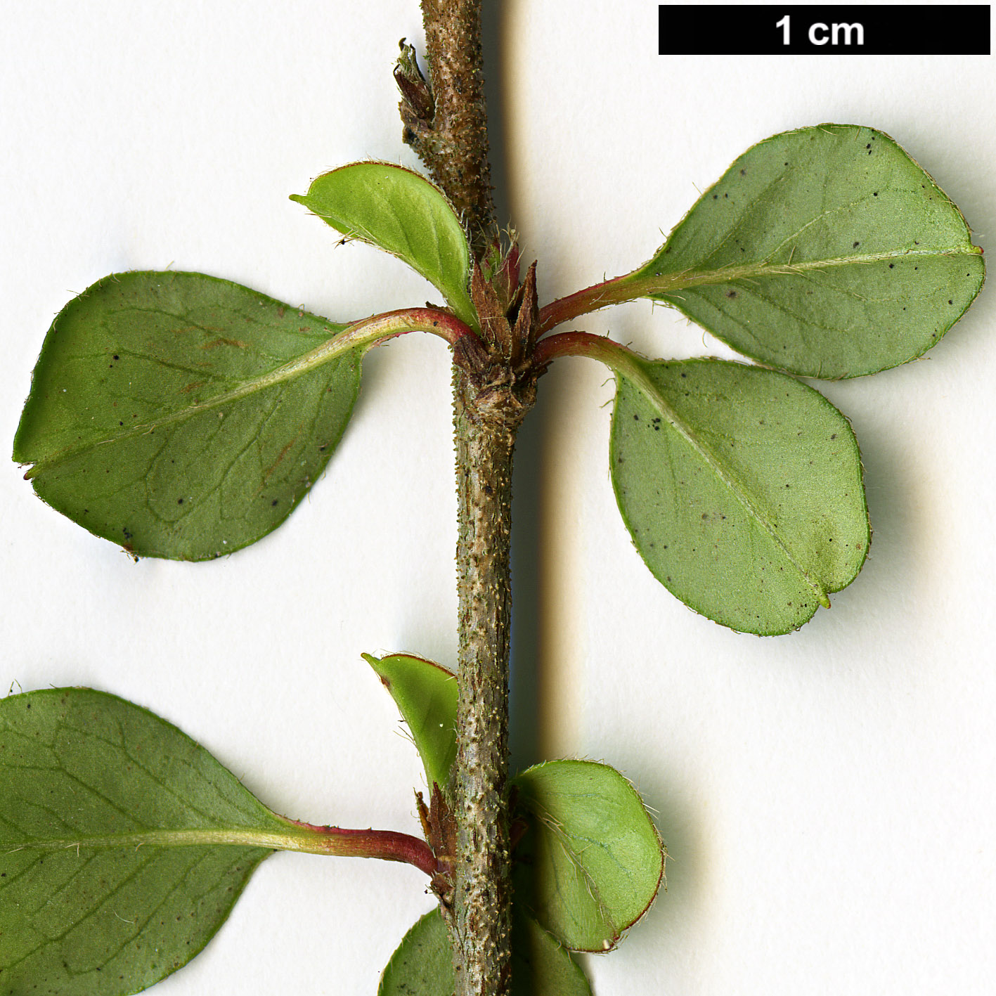 High resolution image: Family: Rosaceae - Genus: Cotoneaster - Taxon: verruculosus High resolution image: Family: Rosaceae - Genus: Cotoneaster - Taxon: verruculosus